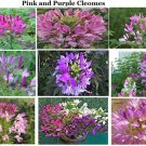 Pink And Purple Cleome Annual Flowers 25 Seeds Heirloom Seeds Pink And Purple Cleome Annual Flowers 25 Seeds Heirloom Seeds