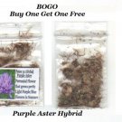 Bogo Purple Aster Peter 111 Hybrid Over 200 Seeds Heirloom Seeds