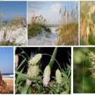 1000 Seeds Of Wild Sea Oats Southern Coastal Beach Grown Heirloom Seeds