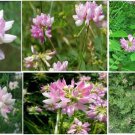 Pink And White Wild Crownvelch Perennial Flower 25 Seeds Heirloom Seeds