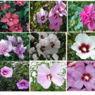 Mixed Colors Rose Of Sharon Bush Shrub Total Over 25 Seeds Heirloom Seeds