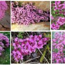 Pink Creeping Thyme Flowers 100 Seeds Heirloom Seeds