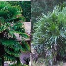 Wind Mill Palm Tree 5 Seeds Heirloom Seeds