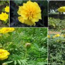Yellow Annual Marigold Flowers Drought Resistant Flower 50 To Plant Heirloom Seeds