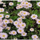 Pink Daisy Chrysanthemum Perennial Flower 100 Seeds Grown Heirloom Seeds Pink Daisy Chrysanthemum Perennial Flower 100 Seeds Grown Heirloom Seeds
