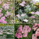 Pink Achilleas Yarrow Apple Blossom Perennial Flower 100 Seeds Heirloom Seeds Pink Achilleas Yarrow Apple Blossom Perennial Flower 100 Seeds Heirloom Seeds