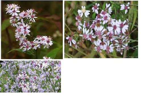 Wild White Cherry Ctr Asters 100 Seeds Rare Flower Very Pretty Heirloom Seeds