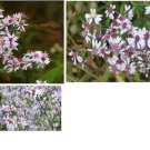 Wild White Cherry Ctr Asters 100 Seeds Rare Flower Very Pretty Heirloom Seeds