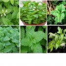 Lemon Mint Herb Plant Smells Like Lemon Over 25 Seeds Heirloom Seeds