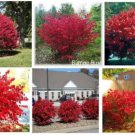 Red Burning Bush Or Shrub Shows Beautiful Fall Foliage 50 Seeds Heirloom Seeds