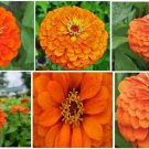 Orange Peach Huge Blooms Annual Zinnia Flowers 25 Seeds Heirloom Seeds