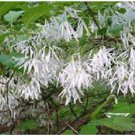 50 Seeds White Fringe Grandfather'S Tree Sweet Smelling Blooms Heirloom Seeds