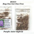 Bogo Purple Aster Hybrid Fall Perennial Flower Over 200 Seeds Heirloom Seeds