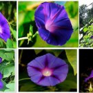 Purple Morning Glory Annual Vine That Reseeds Itself 25 Seeds Heirloom Seeds