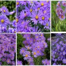 Purple Aster Peter Iii Hybrid 100 Seeds Rare Flower Very Pretty Heirloom Seeds