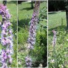 Over 100 Seeds Of Pink Liatris Or Blazing Star Perennial Flower Heirloom Seeds
