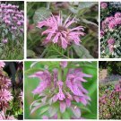 Pink Monardo Bee Balm Very Pretty Flower 25 Seeds Heirloom Seeds Pink Monardo Bee Balm Very Pretty Flower 25 Seeds Heirloom Seeds