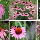 50 Seeds Of Pink Purple Coneflower   2 Plant At Ur Home Heirloom Seeds