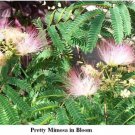 Wild Mimosa Sweet Smelling Pink N' White Colored Flowering Tree 25 Seeds Heirloom Seeds Wild Mimosa Sweet Smelling Pink N' White Colored Flowering Tree 25 Seeds Heirloom Seeds