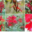 Red Cardinal Lobelia Cardinalis Hummingbirdperennialflower 100 Seeds Heirloom Seeds