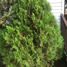 Arborvitae Tree Green Great For Property Borders 15 Seeds Heirloom Seeds