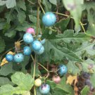 Porcelain Berry Vine Very Pretty Perennial Vine 10 Seeds Heirloom Seeds Porcelain Berry Vine Very Pretty Perennial Vine 10 Seeds Heirloom Seeds