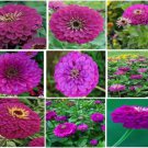 Purple Zinnia Huge Blooms Annual Zinnia Flowers 25 Seeds Heirloom Seeds