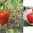 Red Bell Pepper Vegetable 20 Seeds Heirloom Seeds Red Bell Pepper Vegetable 20 Seeds Heirloom Seeds
