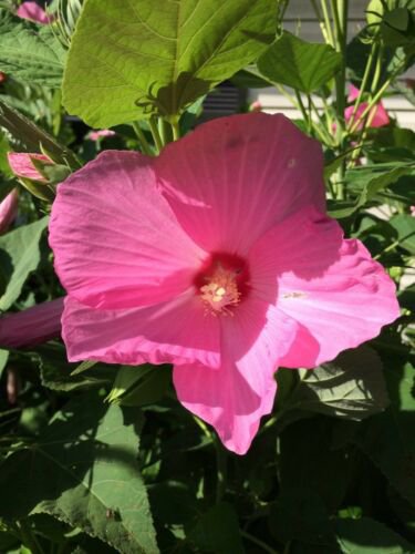Pretty Pinks Hibiscus True Hardy Perennial Flowered Bush 100 Seeds Heirloom Seeds