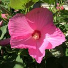 Pretty Pinks Hibiscus True Hardy Perennial Flowered Bush 100 Seeds Heirloom Seeds
