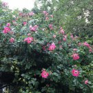 Beautiful Wild Pink Rose Bush 10 Seeds Home Grown Heirloom Seeds