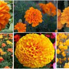 Golden Marigolds Annual Flowers Shades Of Golden Orange 50 Seeds Heirloom Seeds Golden Marigolds Annual Flowers Shades Of Golden Orange 50 Seeds Heirloom Seeds