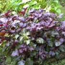 Purple Mint Perilla Plant Beefsteak Great Mint Over 500 Seeds Home Grown Heirloom Seeds