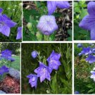 Blue Balloon Perennial Flower 100 Seeds Heirloom Seeds