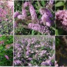 100 Seeds Of Pink Delight Butterfly Bush Budhelia Shrub Flowering Tree Sell Heirloom Seeds