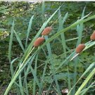 Brown Cattails 500 Seeds Great 4 Water Ponds Containers Land Heirloom Seeds