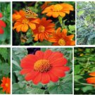 Mexican Orange Sunflowers Annual Plant 25 Seeds Heirloom Seeds