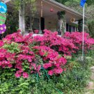 Pink Azaela Bush Over 25 Seeds Heirloom Seeds