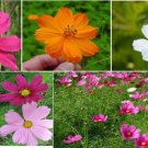 Mixed Cosmos Annual Flower 50 Seeds Heirloom Seeds Mixed Cosmos Annual Flower 50 Seeds Heirloom Seeds