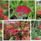 Red Strawberry Achilleas Yarrow Perennial Over 100 Flower Seeds Heirloom Seeds