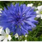 Blue Bachelor Buttons Wild Corn Flowers 50 Seeds Heirloom Seeds