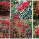 Red Nandina Shrub Red Berry Perennial Bush 25 Seeds Heirloom Seeds