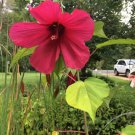 Red Star True Perennial Hibiscus Bush 10 Seeds Heirloom Seeds