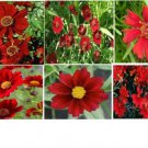 Red Dwarf Coreopsis Tender Perennial Or Annual Flower 50 Seeds Heirloom Seeds