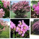 Pink Crepe Myrtle Seeds Bush Tree Over 50 Seeds Grown Heirloom Seeds Pink Crepe Myrtle Seeds Bush Tree Over 50 Seeds Grown Heirloom Seeds