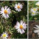 Wild White Daisy Aster Flower Way Over 25 Seeds Heirloom Seeds Wild White Daisy Aster Flower Way Over 25 Seeds Heirloom Seeds