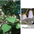 Beautiful White Mock Flowering Paulowinia Tree Total 10 Seeds Heirloom Seeds