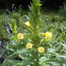 Wild Yellow Nite Bloomer Over 200 Seeds Heirloom Seeds