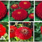 Cherry Red Huge Blooms Annual Zinnia Flowers 25 Seeds Heirloom Seeds