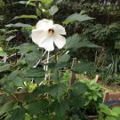 White Cherry Ctr Perennial Hibiscus Over 50 Seeds Heirloom Seeds
